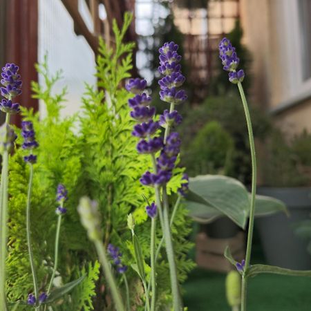 Apartamenty Magvel Stettin Exterior foto